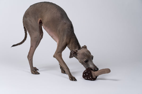 Italienisches Windspiel steht im Studio und kaut sanft auf dem Pilzspielzeug.