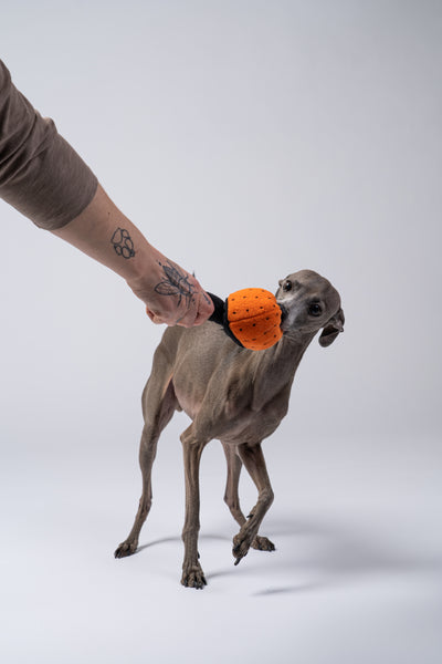 Italienisches Windspiel spielt fröhlich mit dem Stoffpilz in einer Studioaufnahme.