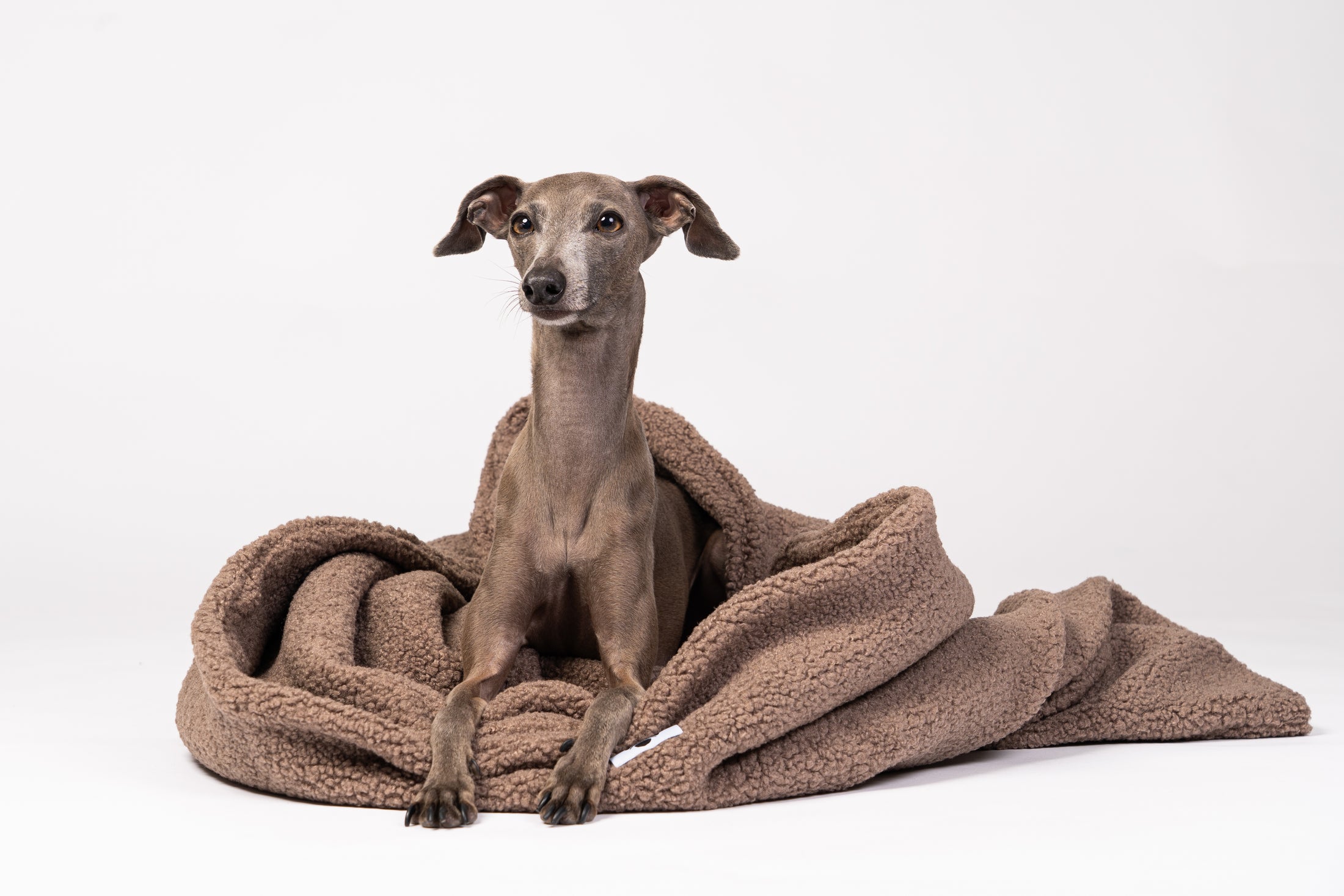 Windspiel Hund genießt Wärme und Geborgenheit im Karma Hund Schlafsack