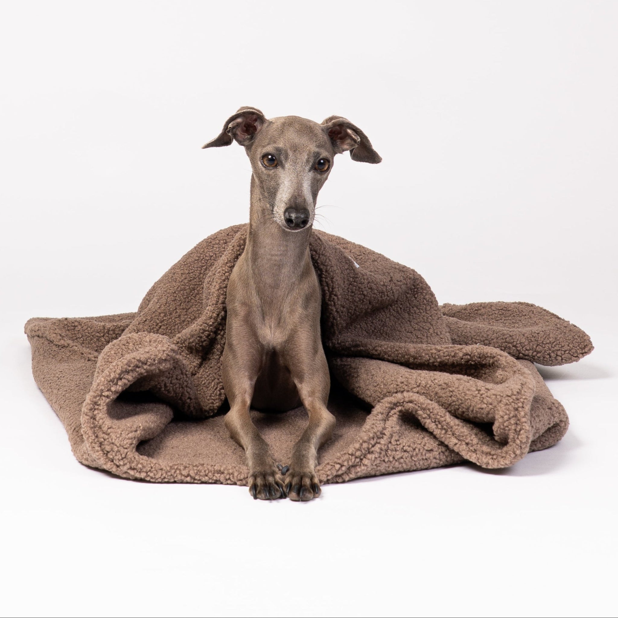 Italienisches Windspiel kuschelt im Karma Hund Teddy Hundeschlafsack Mokka