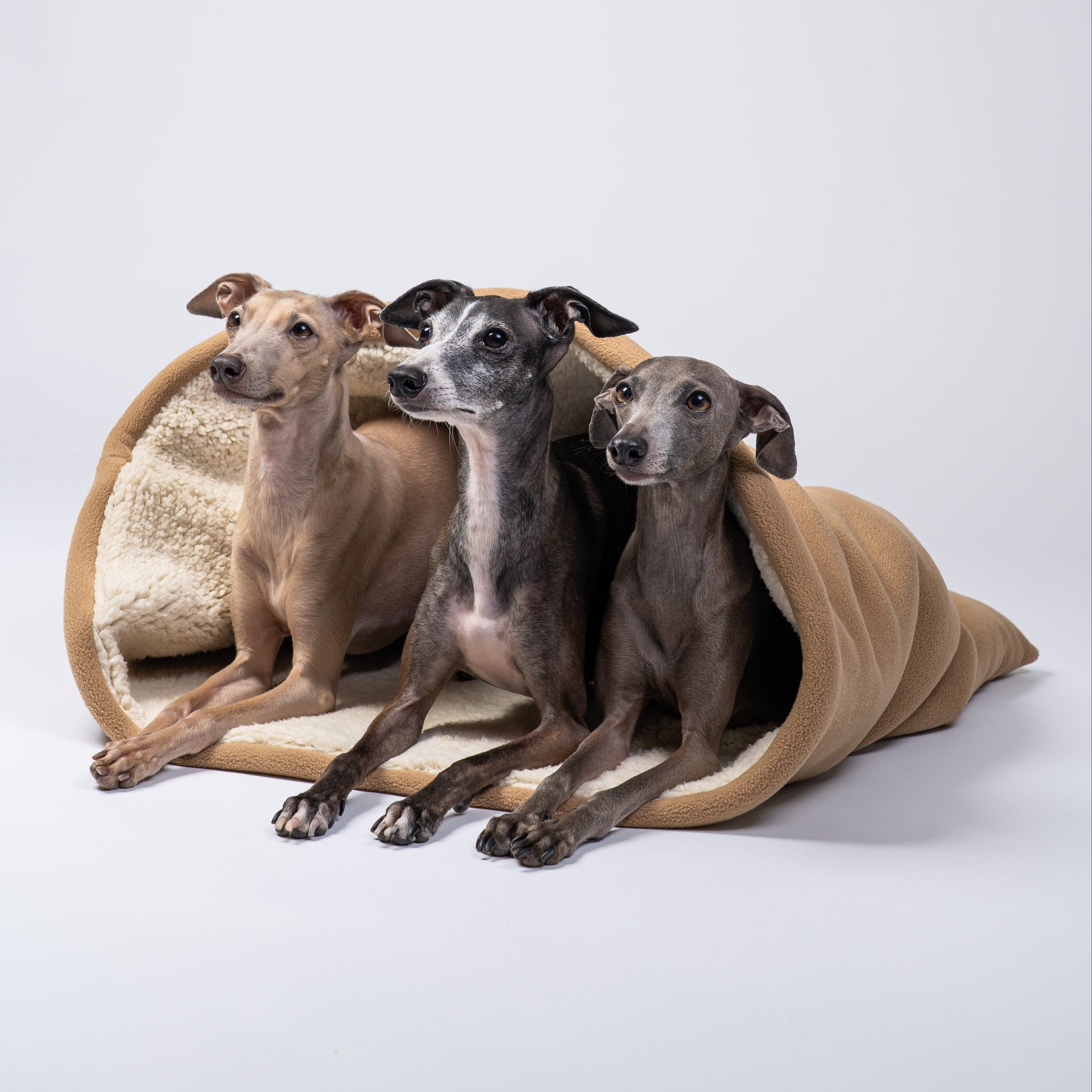Drei Italienische Windspiele teilen sich den geöffneten Hundeschlafsack und entspannen gemeinsam.
