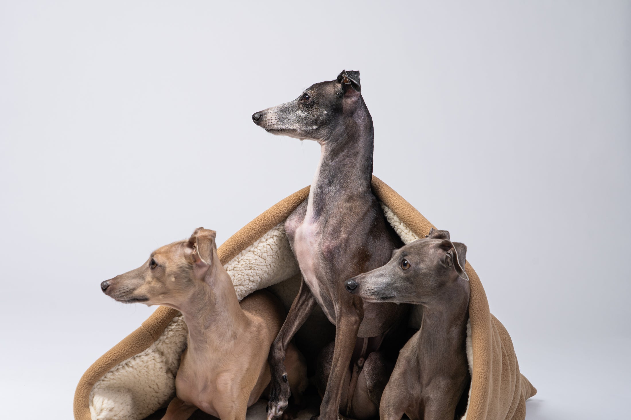 Drei kleine Windspiele kuscheln eng nebeneinander im warmen Kuschelsack.