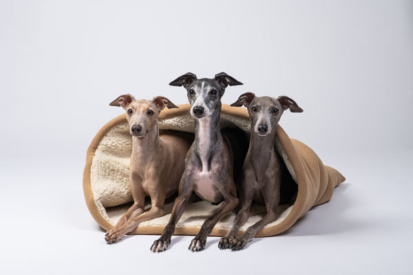 Drei Windspiele liegen entspannt im handgefertigten Wellsoft-Hundeschlafsack aus Berlin.