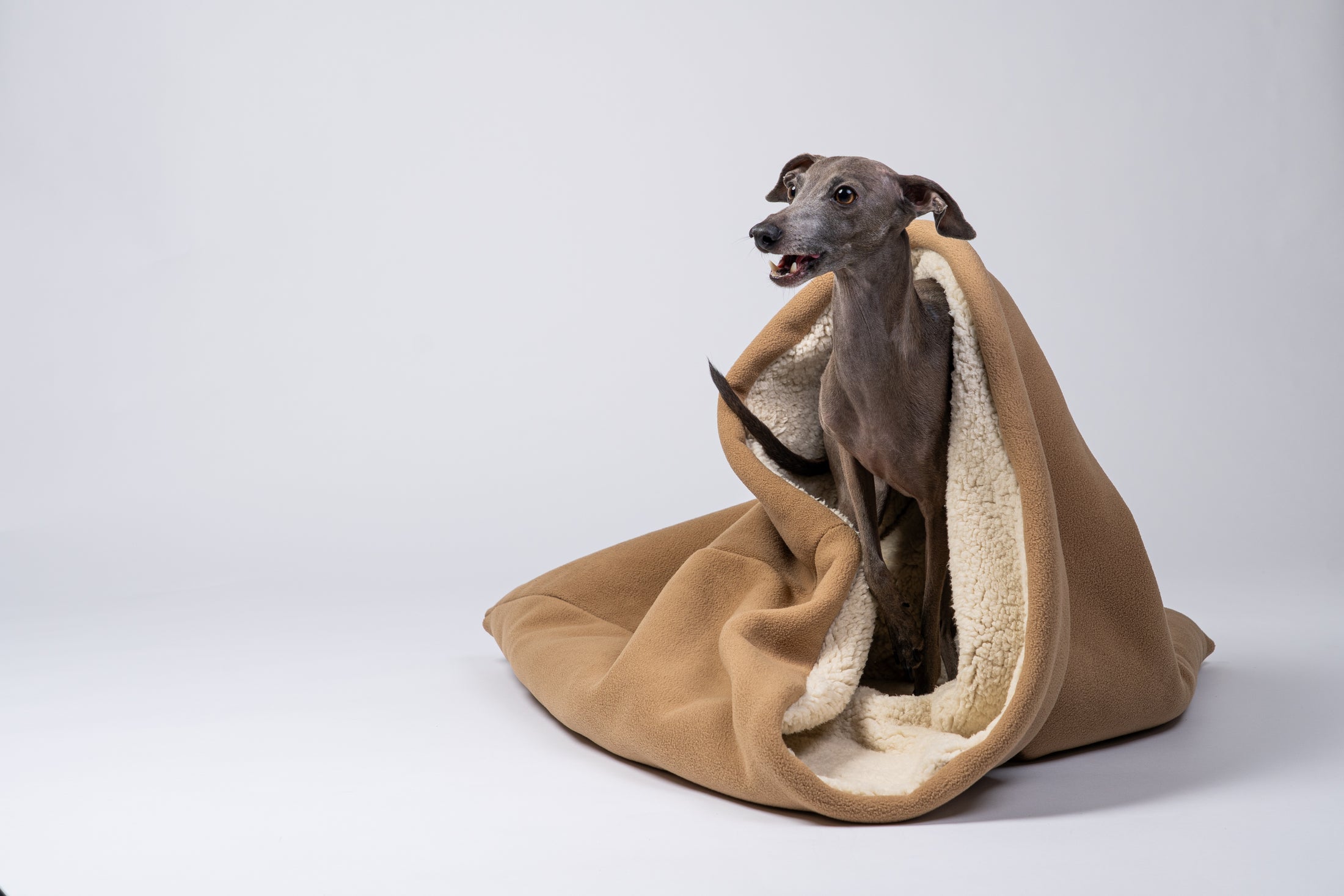 Ein Windspiel schaut neugierig aus der weichen Schlafhöhle aus Camel-Teddystoff heraus.