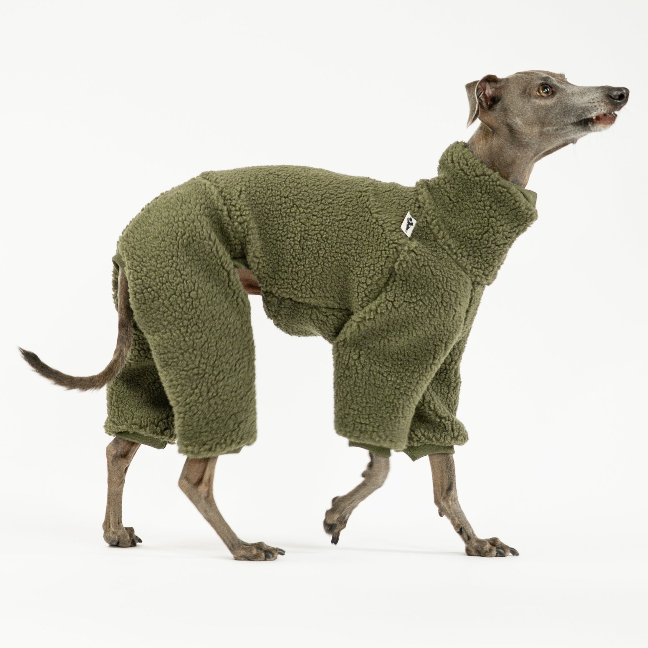 Italienisches Windspiel trägt Teddy-Overall in Dark Olive – handgemacht in Berlin