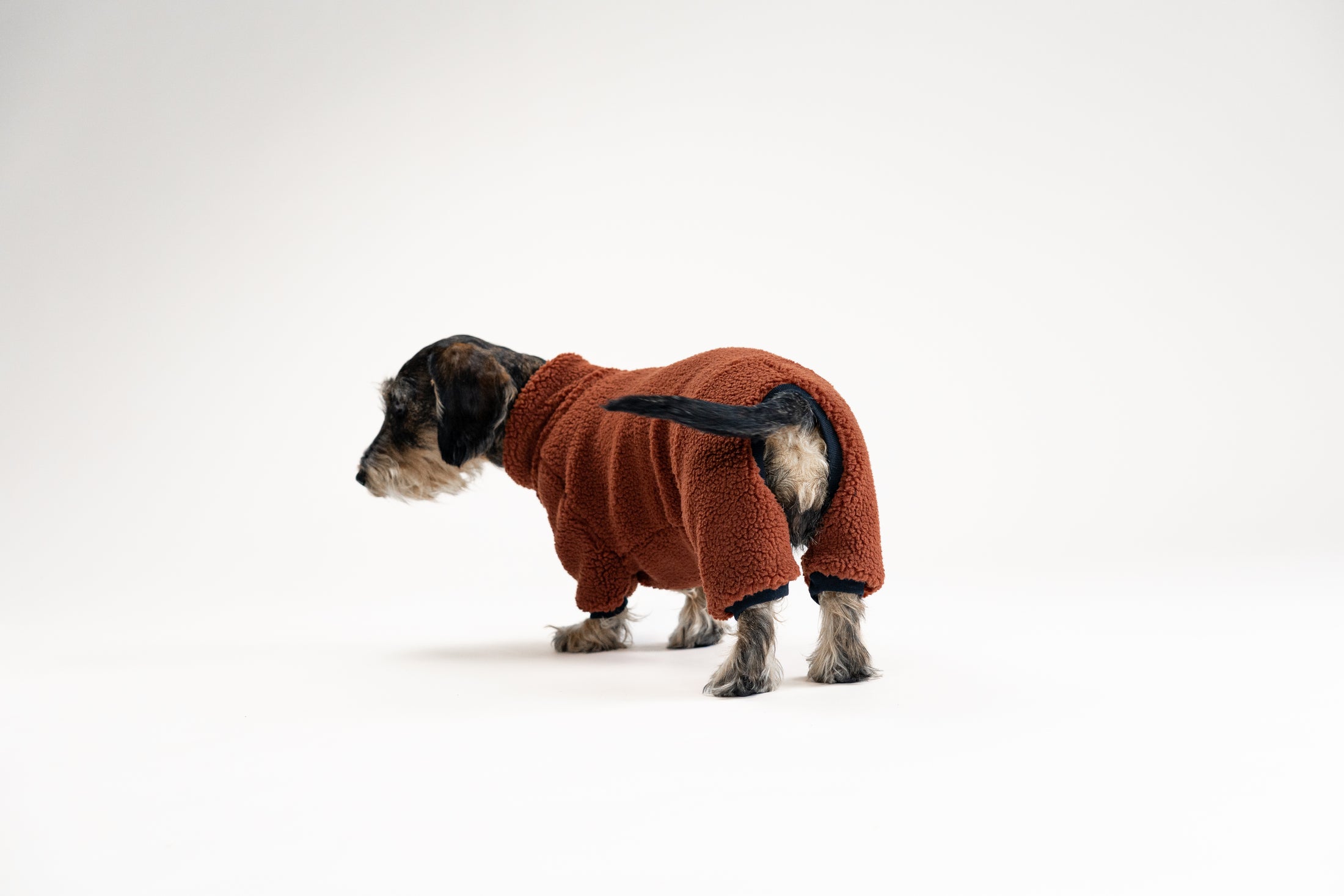 Dackel trägt braunen Overall aus Teddy-Material im Winter