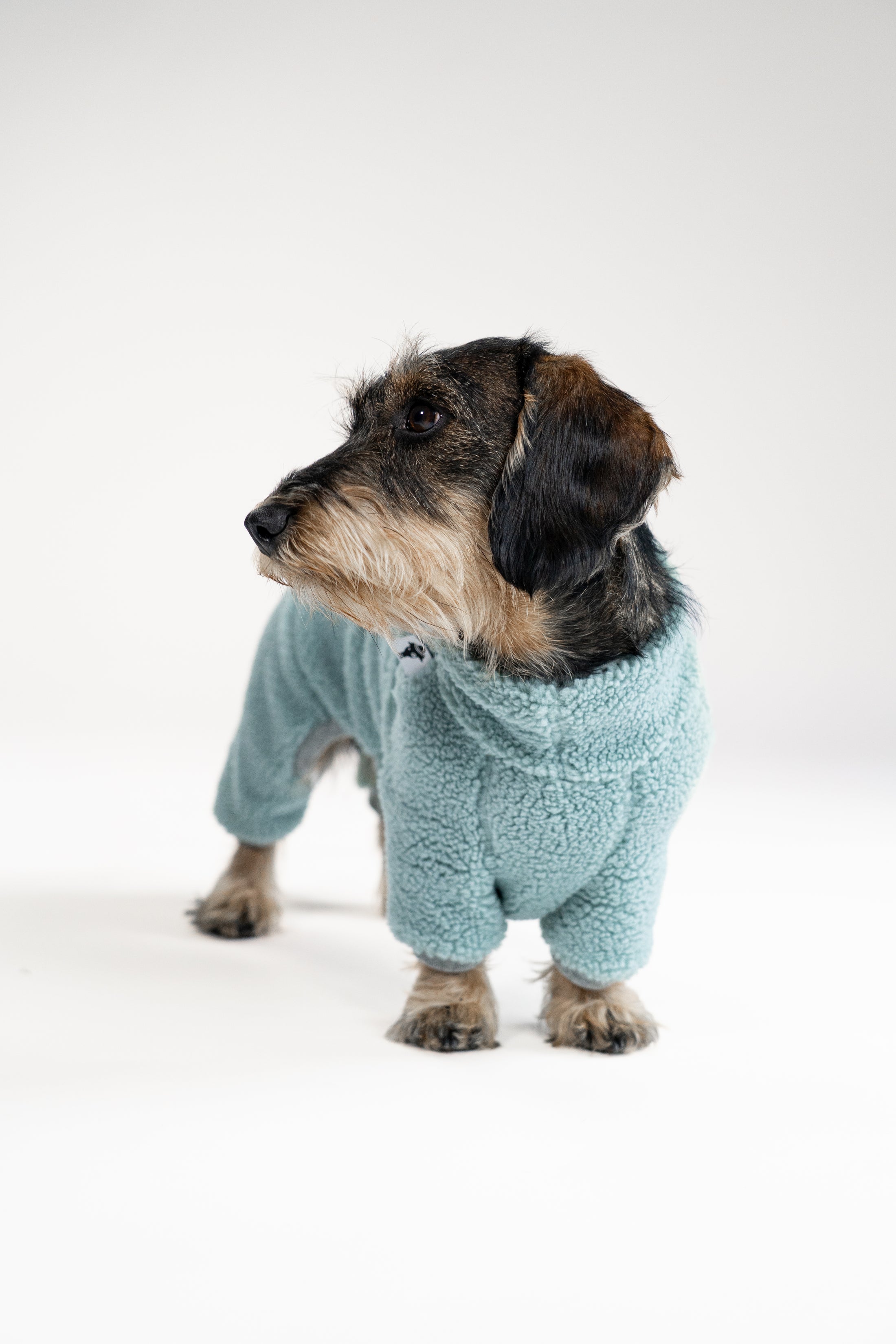 Dackel im mintgrünen Teddy Overall auf Spaziergang