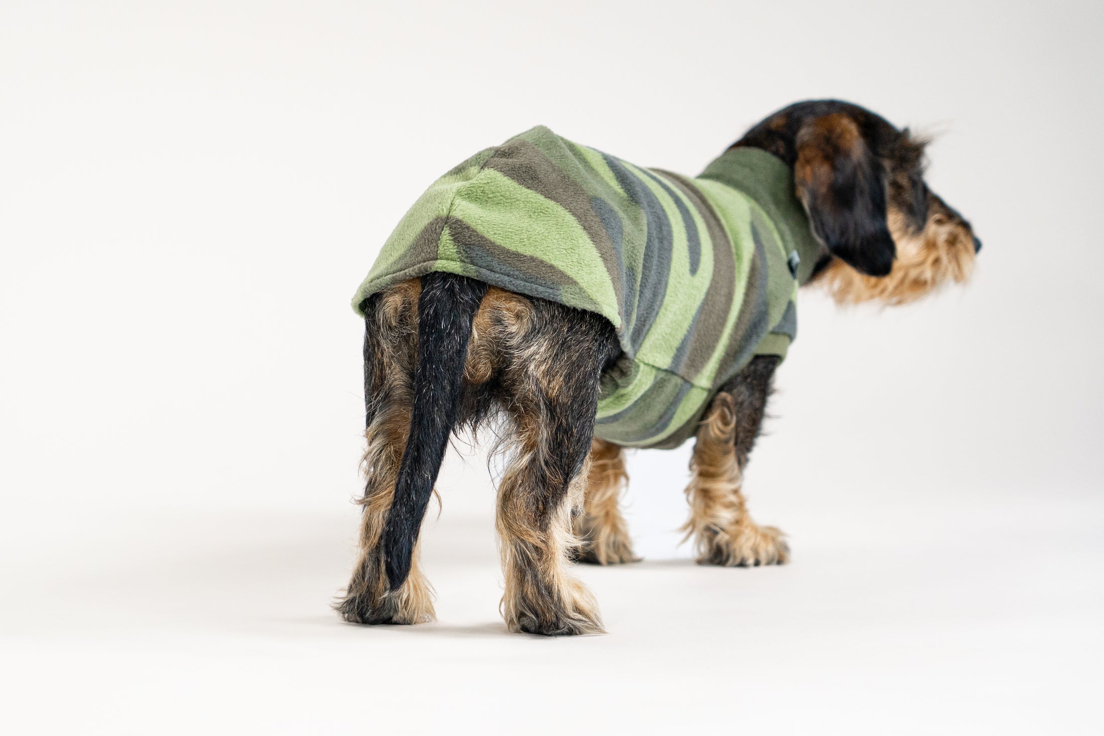 Rauhaar Dackel in Fleece Long Shirt von hinten