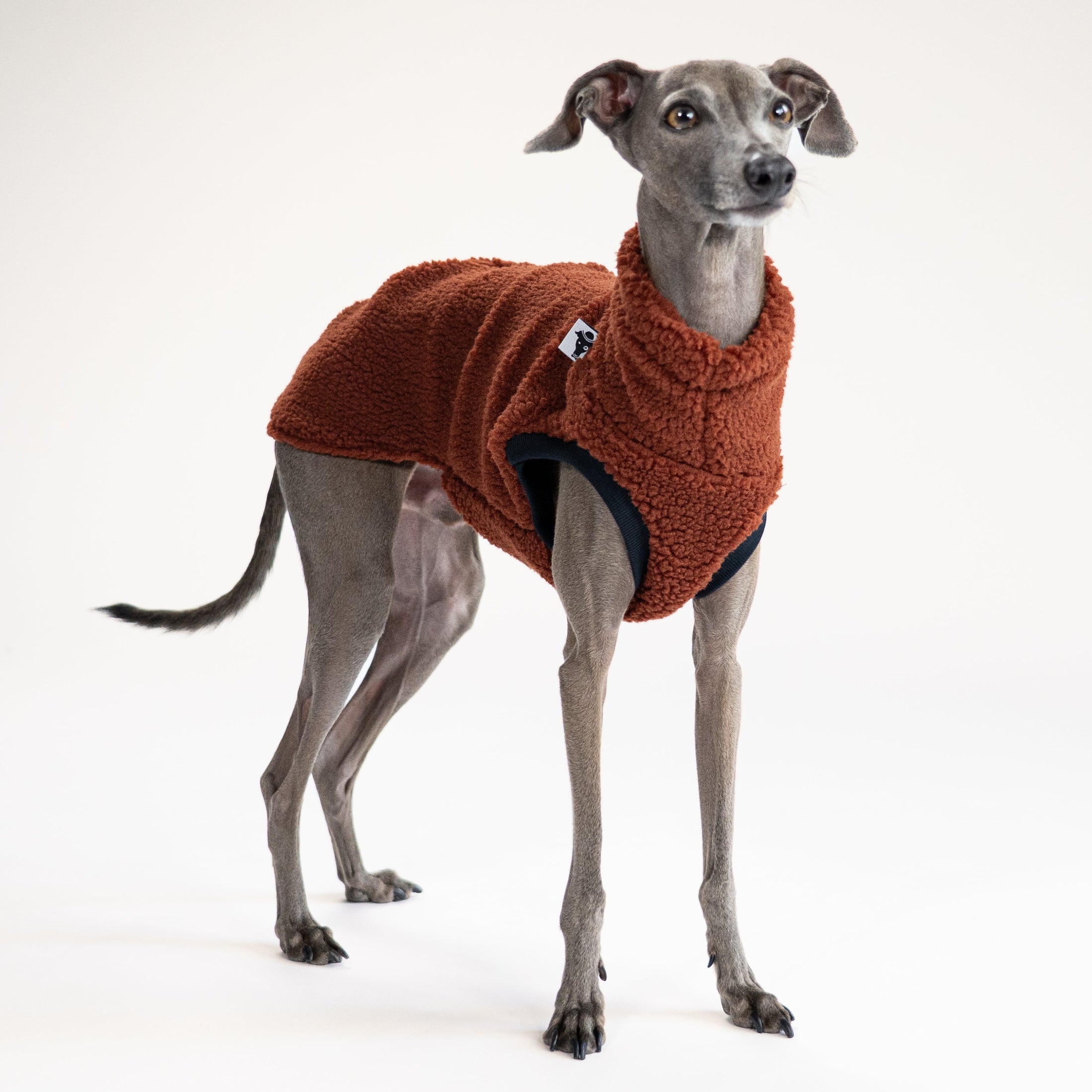 Italienisches Windspiel im braunen Hundepullover aus kuscheligem Teddy, Long Shirt handgemacht in Berlin