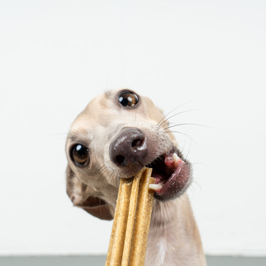Leni Lecker's Olaf - Dental Sticks für Hunde