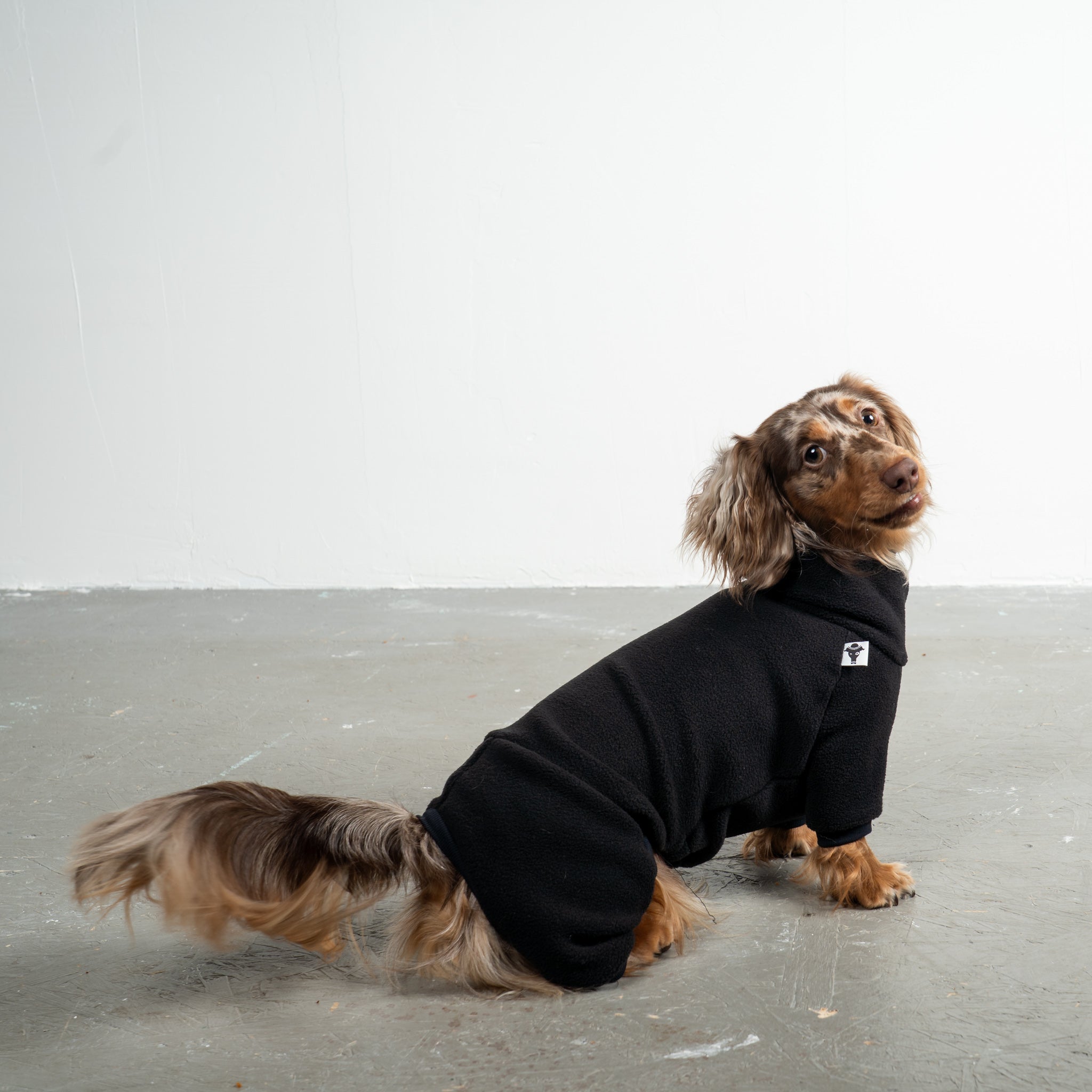 Overall Dackel Schwarz – hochwertige Hundekleidung für Dackel, Windspiele und Windhunde von Karma Hund Berlin – Ganzkörperansicht am Hund
