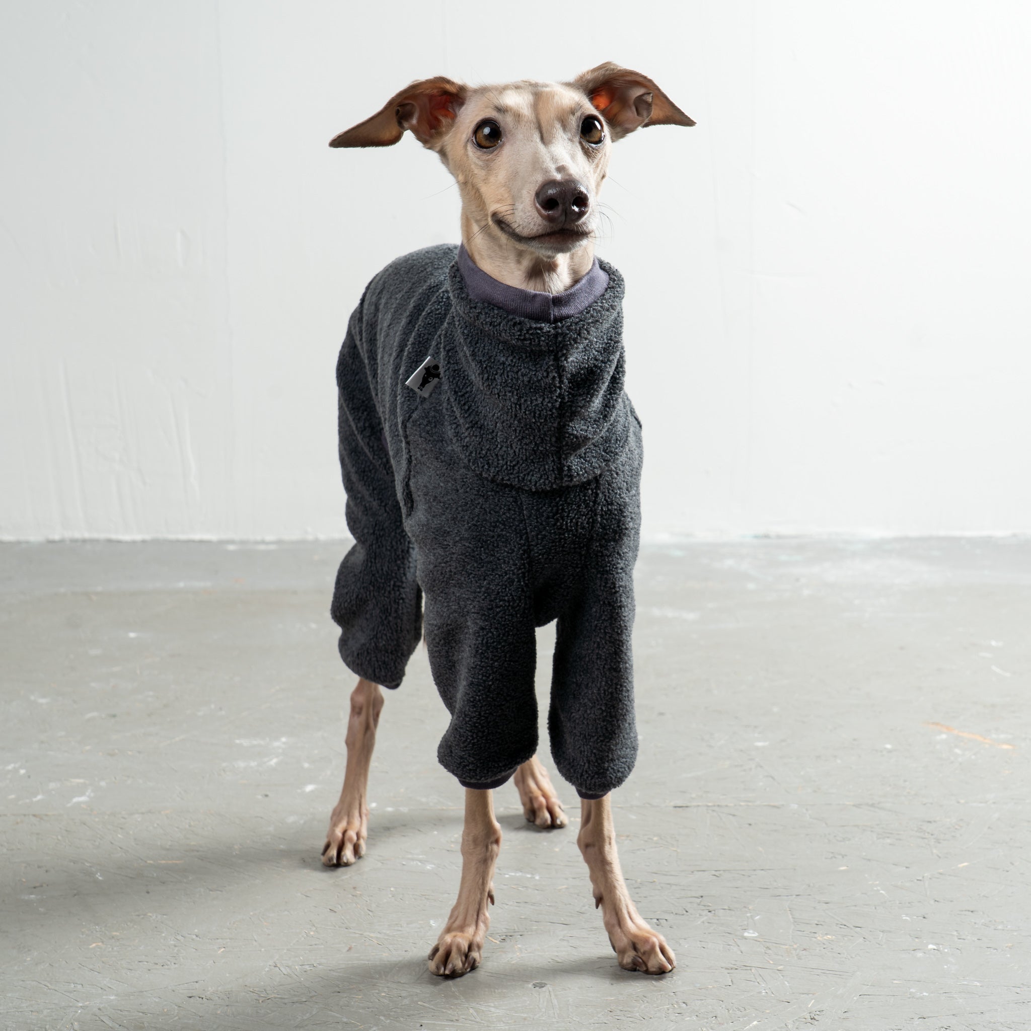 Overall Iggy Anthrazit – hochwertige Hundekleidung für Dackel, Windspiele und Windhunde von Karma Hund Berlin – Ganzkörperansicht am Hund