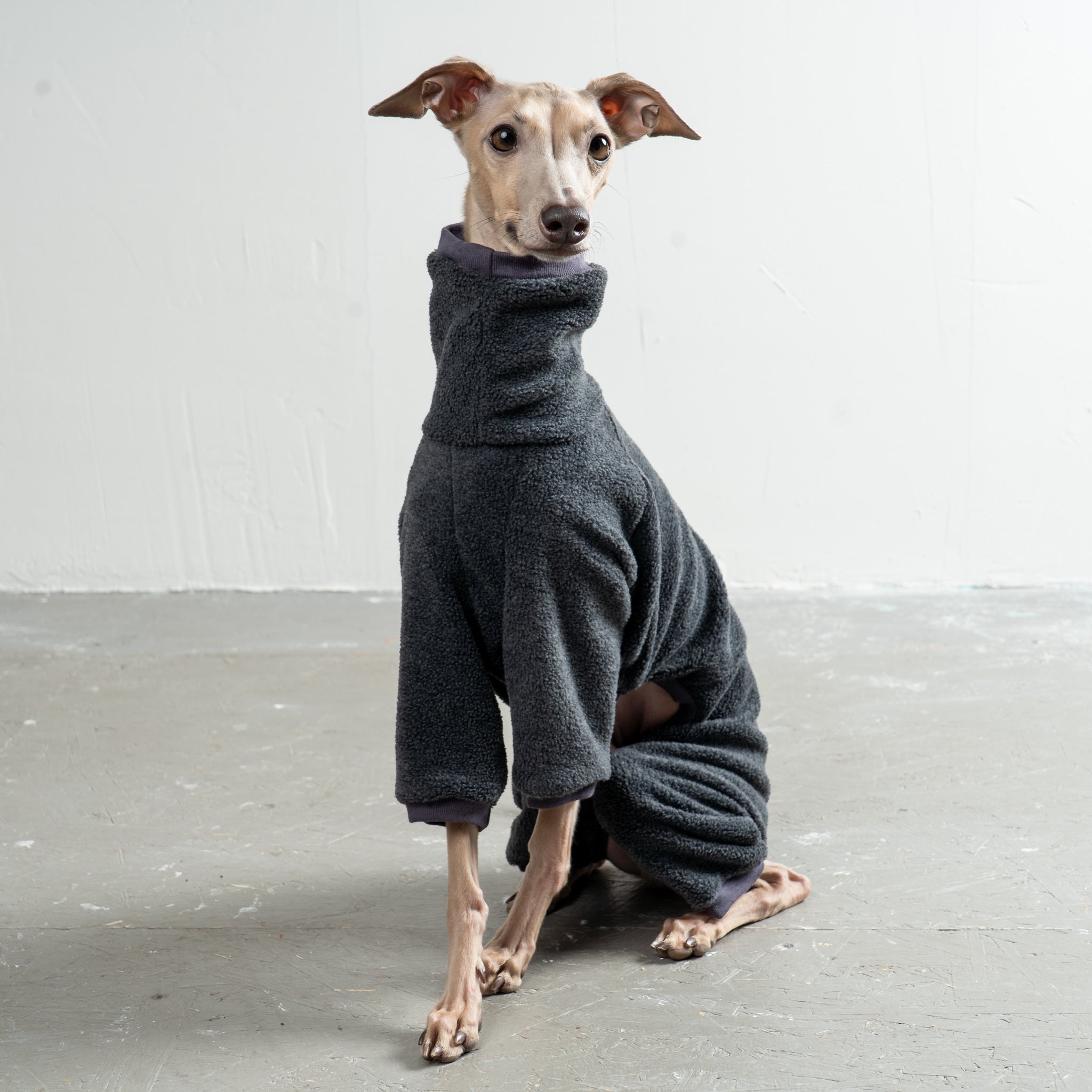 Overall Iggy Anthrazit – hochwertige Hundekleidung für Dackel, Windspiele und Windhunde von Karma Hund Berlin – Ganzkörperansicht am Hund