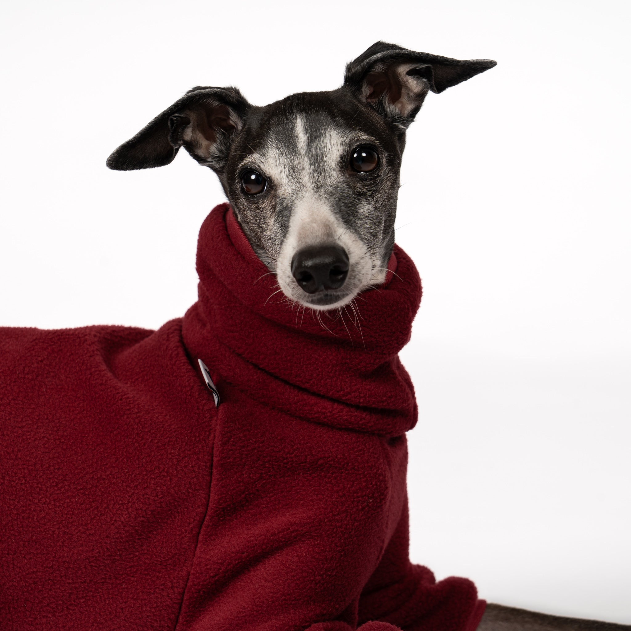 Overall Iggy Bordeaux – Close-up am Hund – hochwertige Hundekleidung von Karma Hund