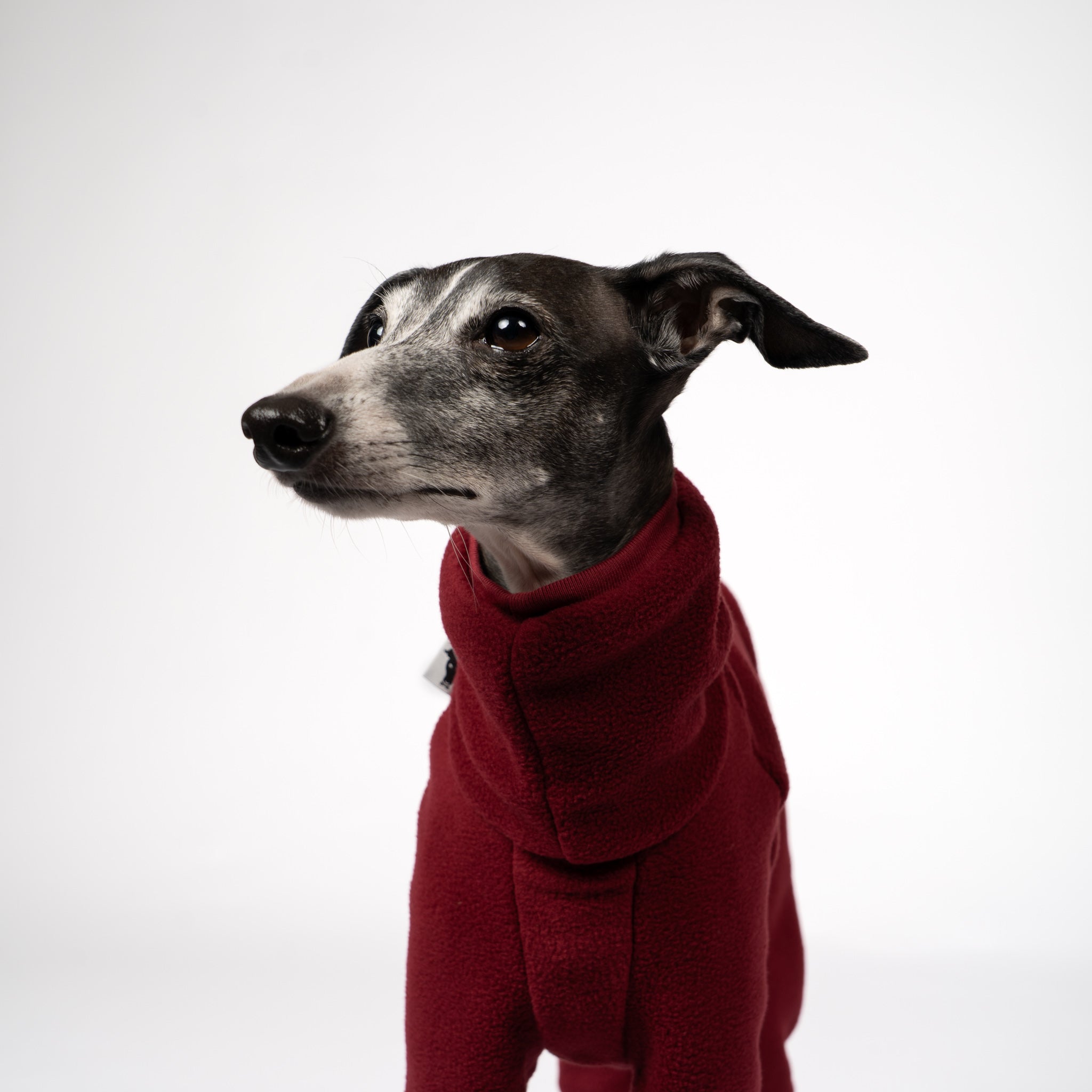 Overall Iggy Bordeaux – Close-up am Hund – hochwertige Hundekleidung von Karma Hund