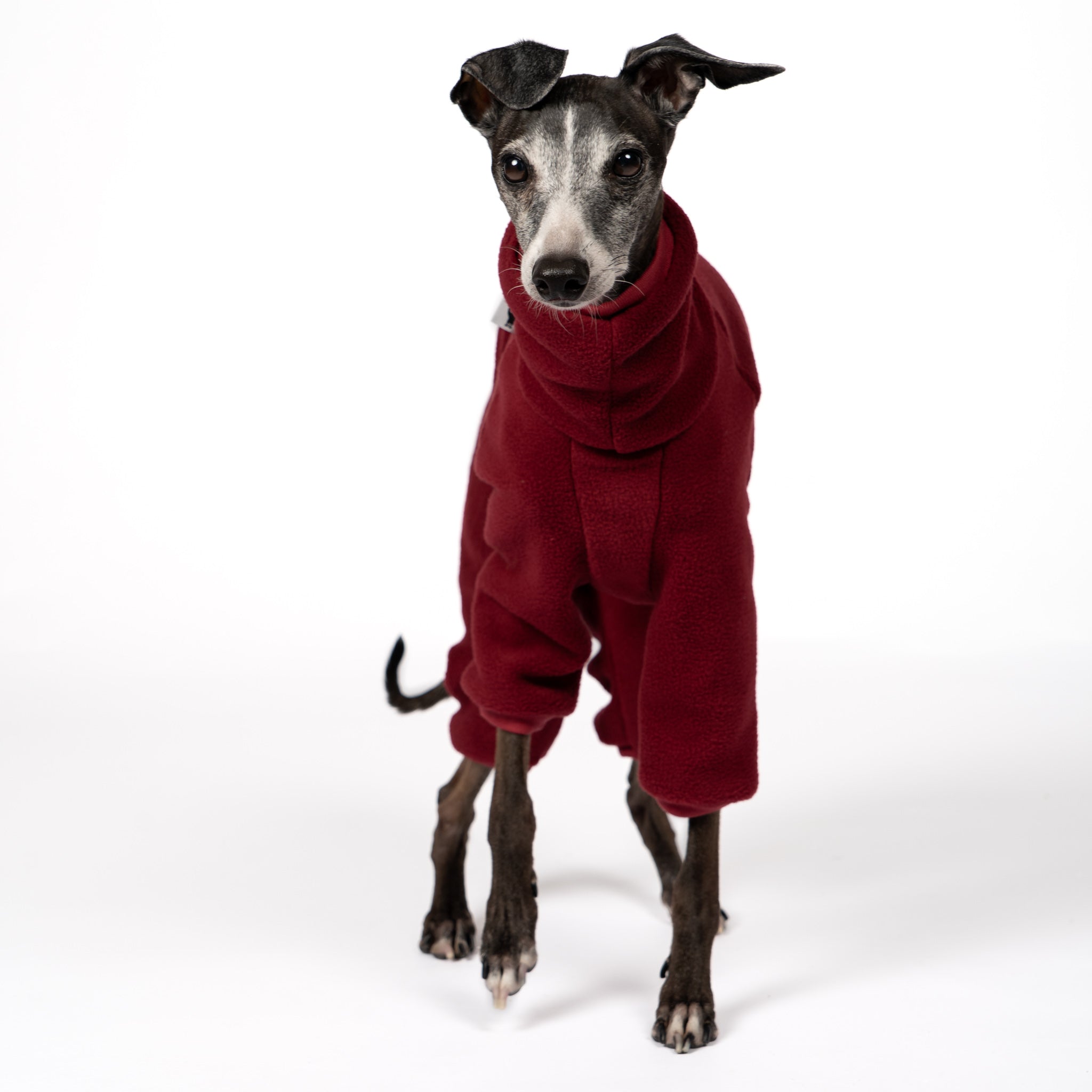 Overall Iggy Bordeaux – Close-up am Hund – hochwertige Hundekleidung von Karma Hund
