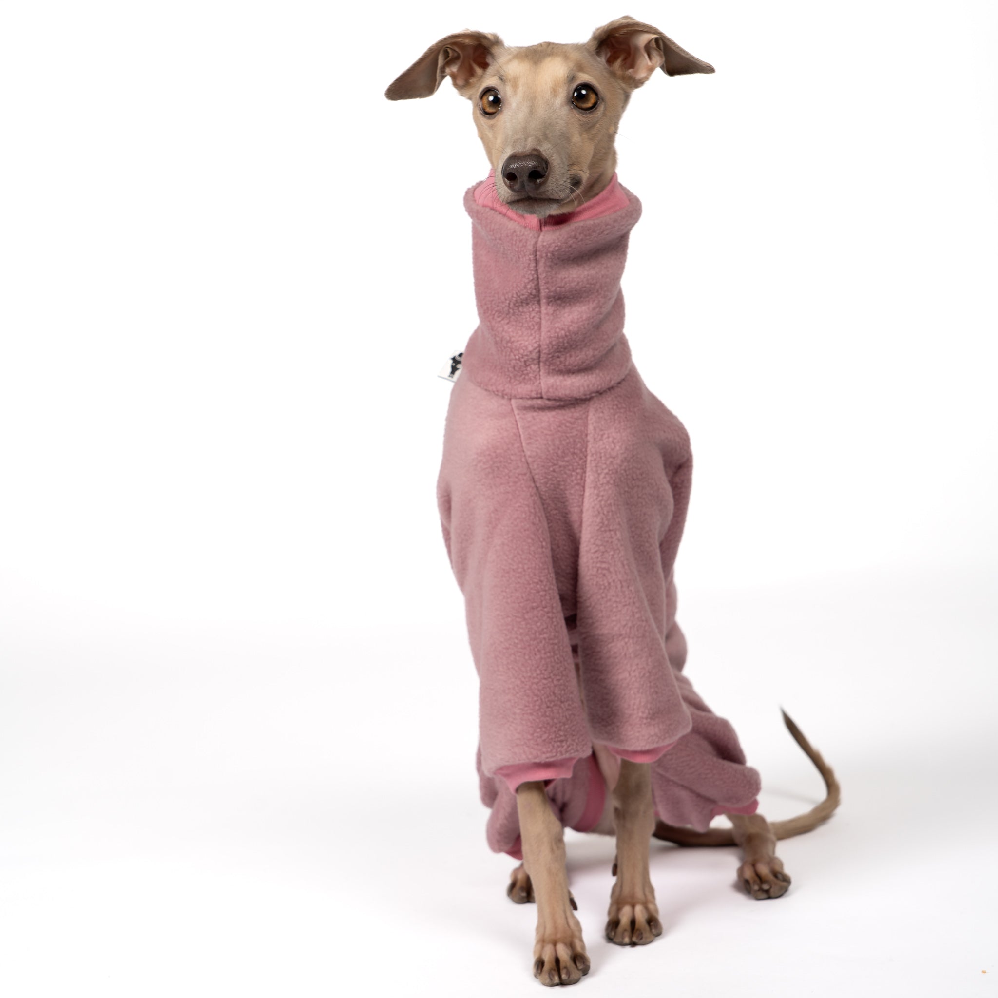 Overall Iggy Mulberry – Close-up am Hund – hochwertige Hundekleidung von Karma Hund