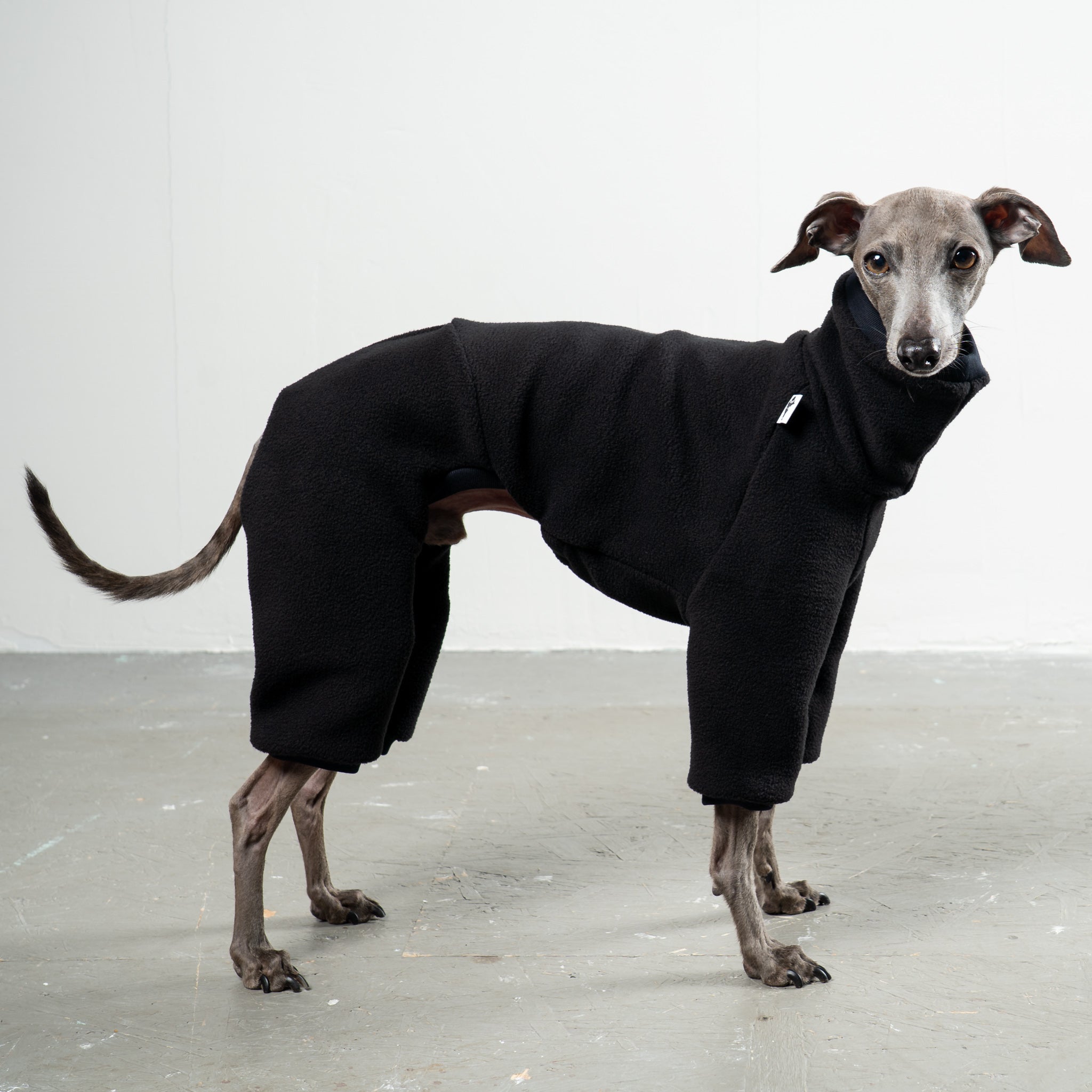 Overall Iggy Schwarz – hochwertige Hundekleidung für Dackel, Windspiele und Windhunde von Karma Hund Berlin – Ganzkörperansicht am Hund