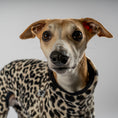 Bild in Galerie-Betrachter laden, Overall Windhund Leo – Close-up am Hund – hochwertige Hundekleidung von Karma Hund
