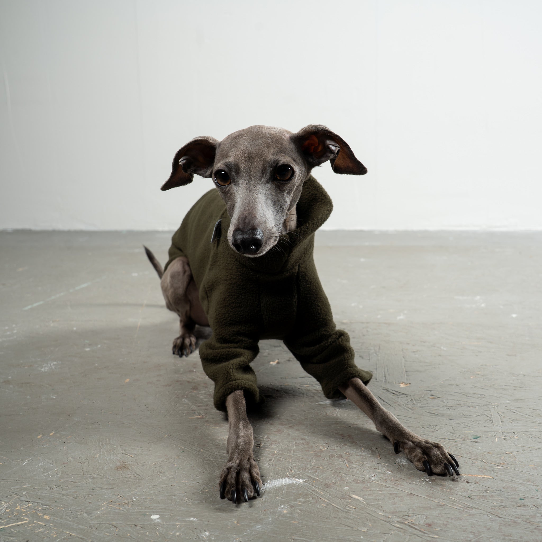 Pullover Iggy Dark Olive – optimale Passform für Windhunde, Windspiele und Dackel
