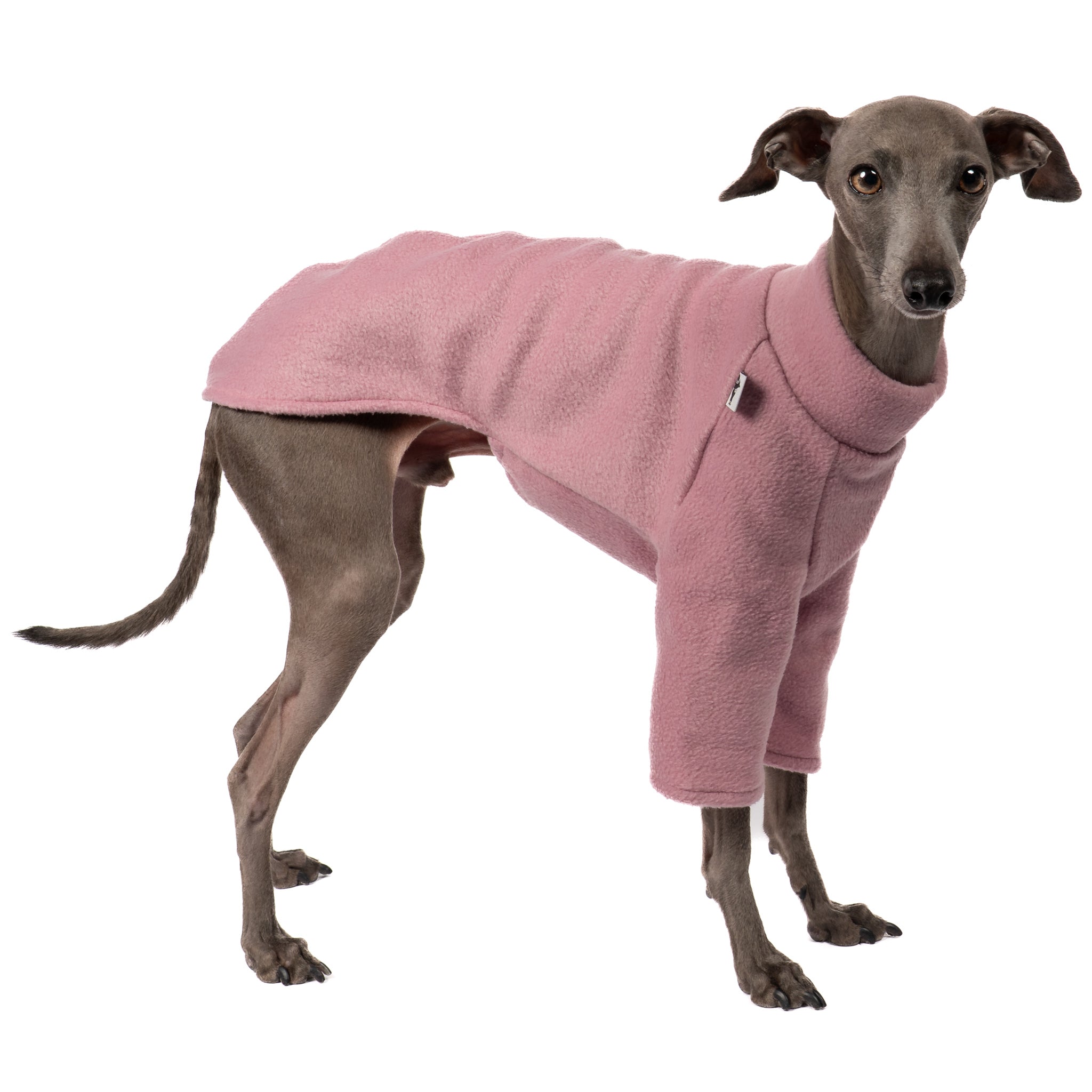 Pullover Iggy Mulberry – hochwertige Hundekleidung für Dackel, Windspiele und Windhunde von Karma Hund Berlin – Ganzkörperansicht am Hund