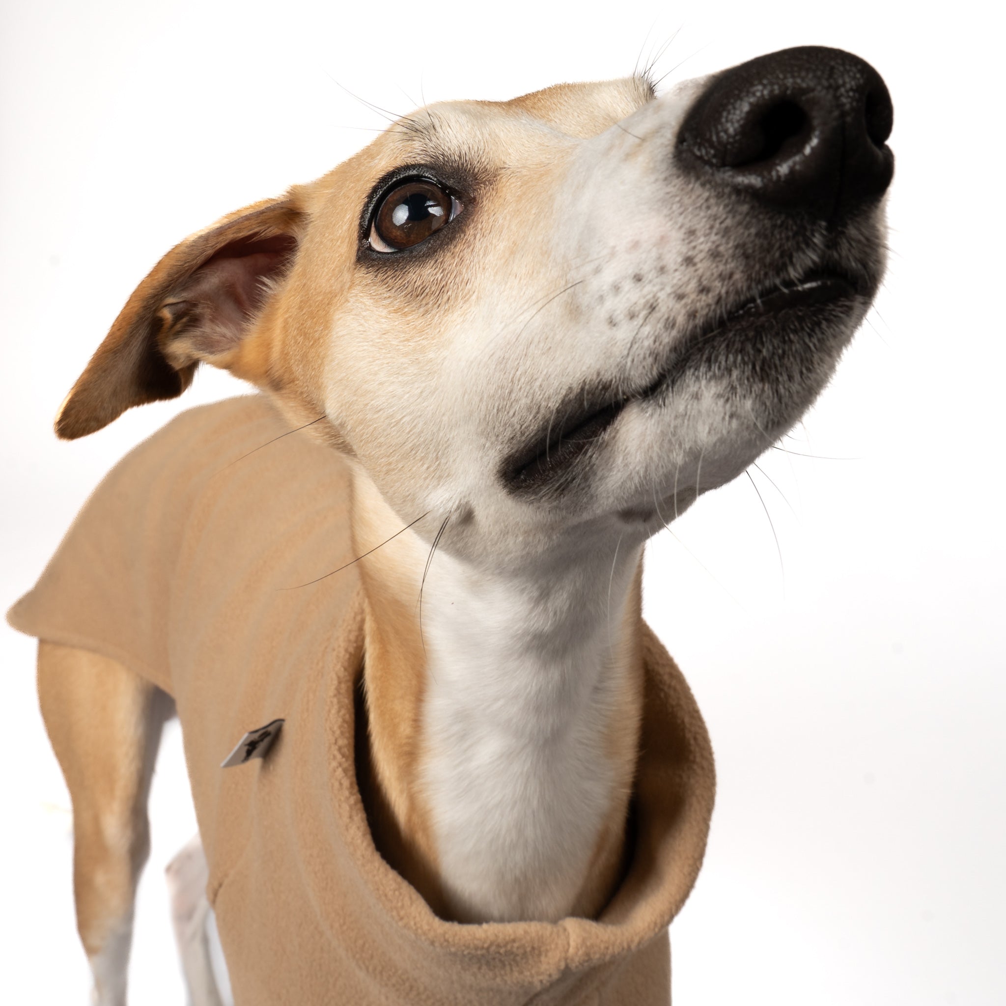 PULLOVER Windhund Camel