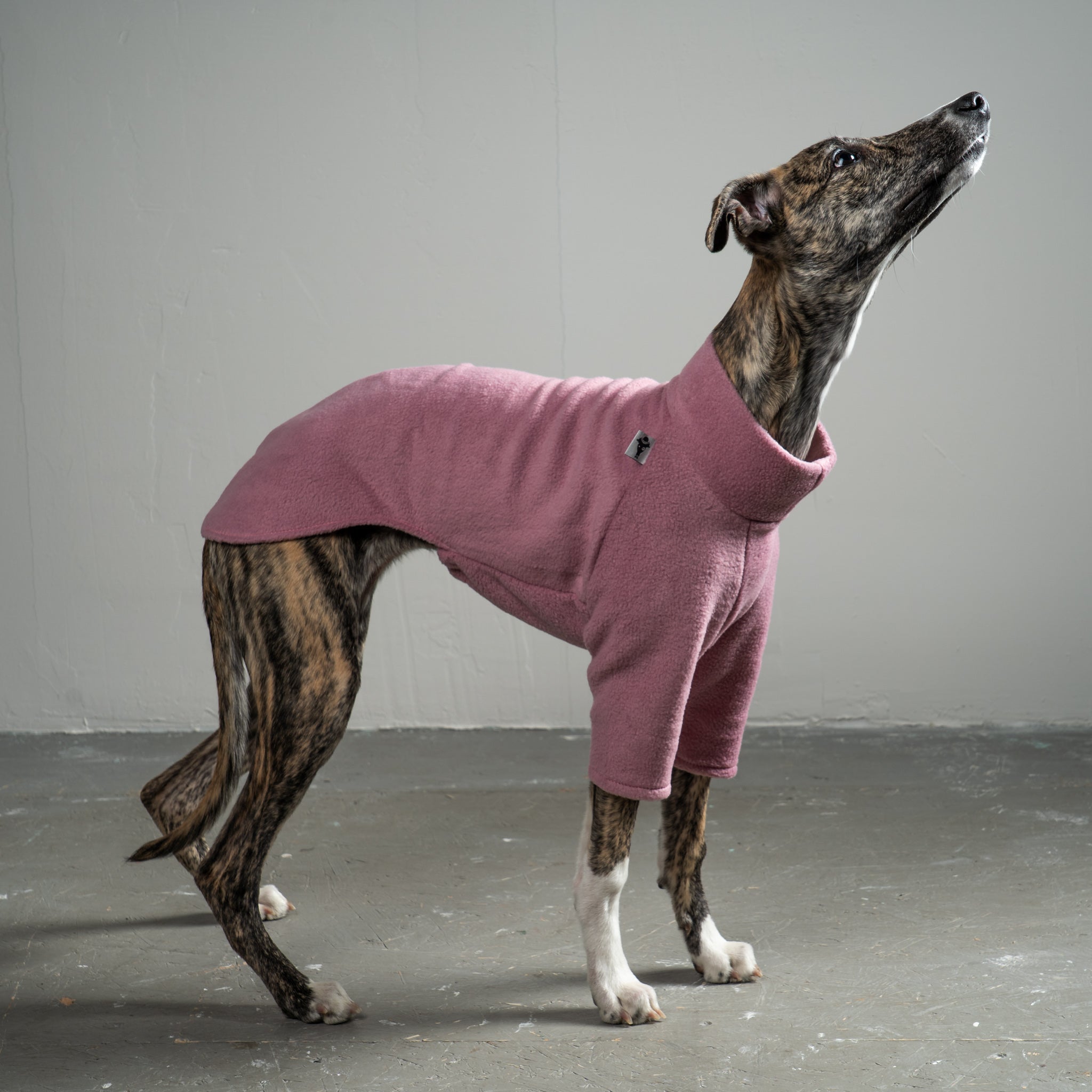 Pullover Windhund Mulberry – hochwertige Hundekleidung für Dackel, Windspiele und Windhunde von Karma Hund Berlin – Ganzkörperansicht am Hund