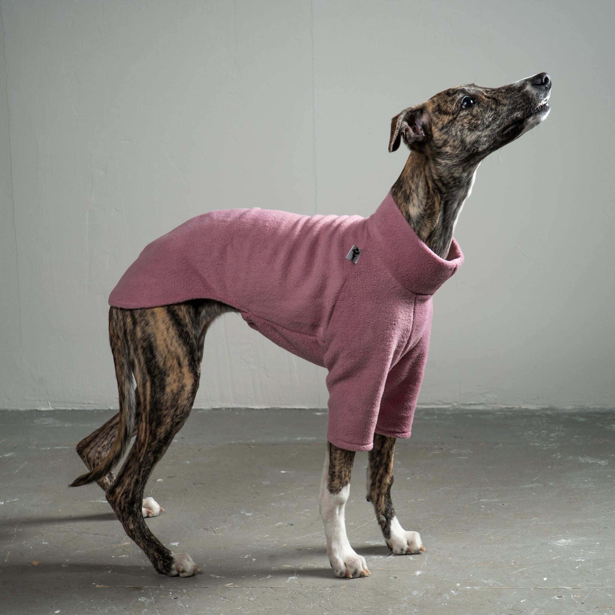 Pullover Windhund Mulberry – Hundepullover und Hundekleidung für Dackel und Windhunde – Seitenansicht am Hund