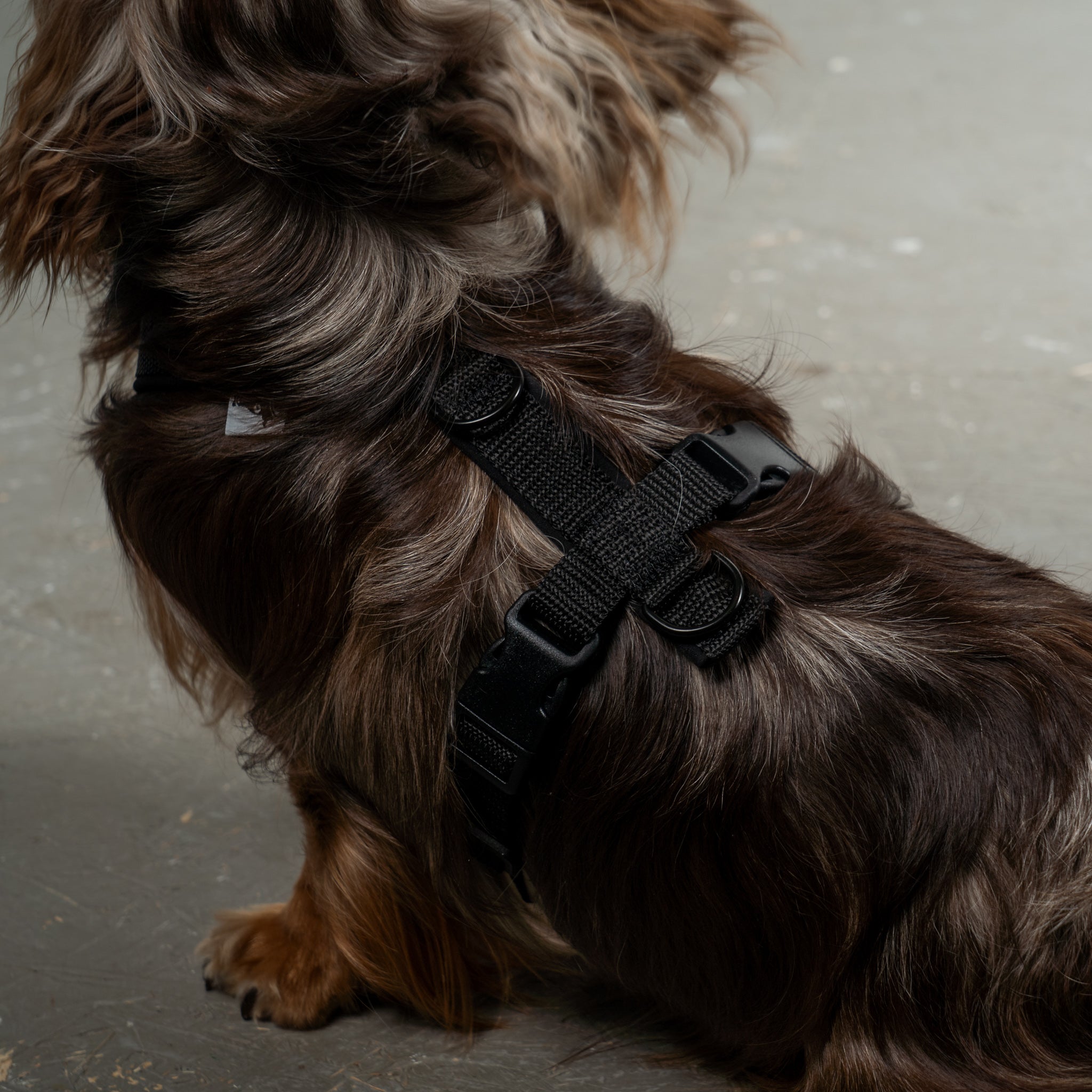 Softshell Hundegeschirr Dackel Schwarz – Material Detail – hochwertiges und robustes Hundegeschirr
