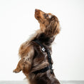 Bild in Galerie-Betrachter laden, Softshell Hundegeschirr Dackel Schwarz – Dackel Hundegeschirr ergonomisch – Seitenansicht am Hund
