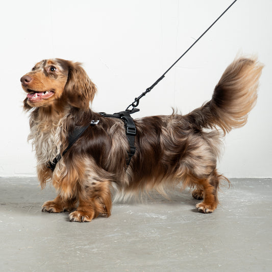 Softshell Hundegeschirr Dackel Schwarz – Close-up am Dackel – hochwertiges Hundegeschirr von Karma Hund
