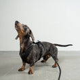 Bild in Galerie-Betrachter laden, SOFTSHELL HUNDEGESCHIRR Dackel Schwarz
