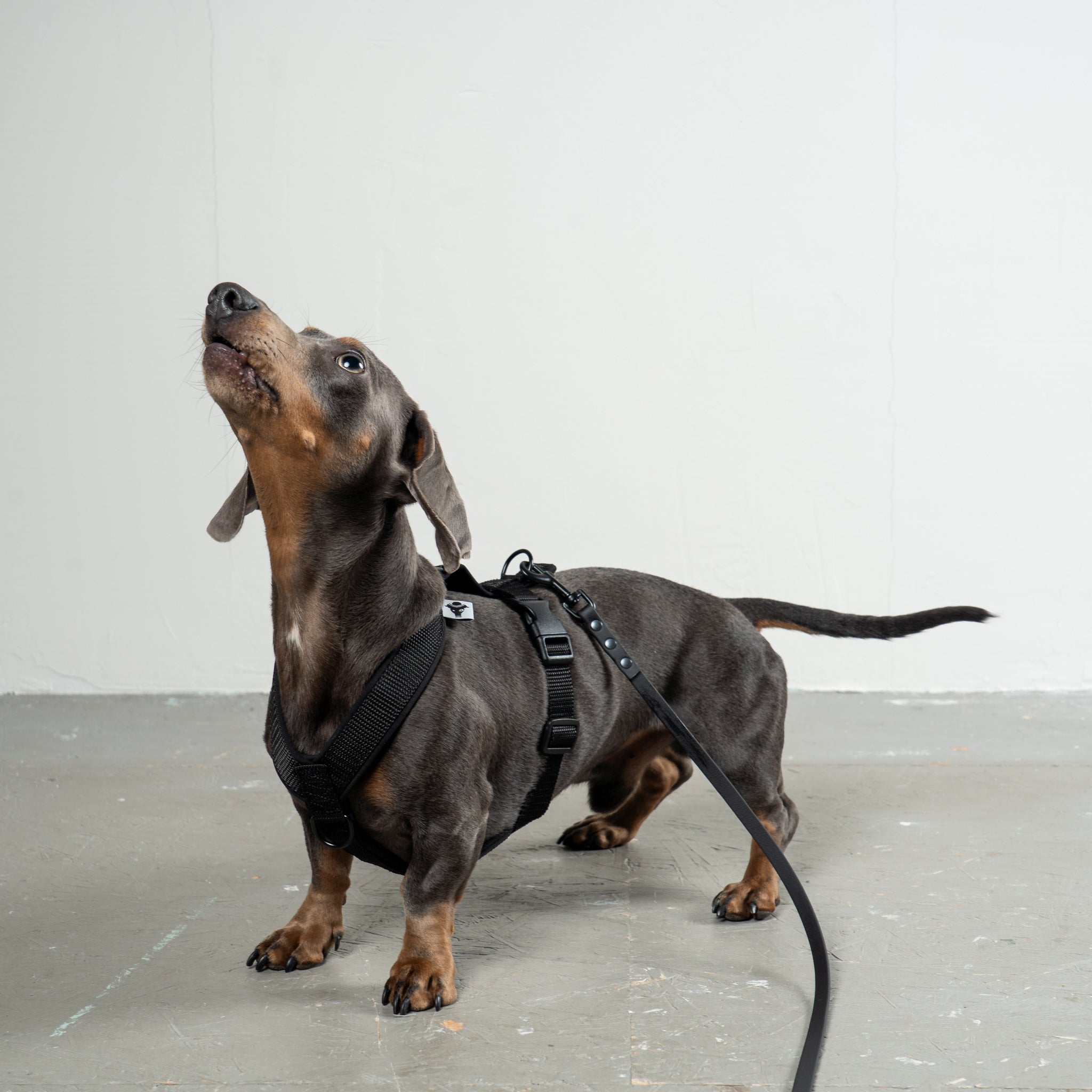 SOFTSHELL HUNDEGESCHIRR Dackel Schwarz