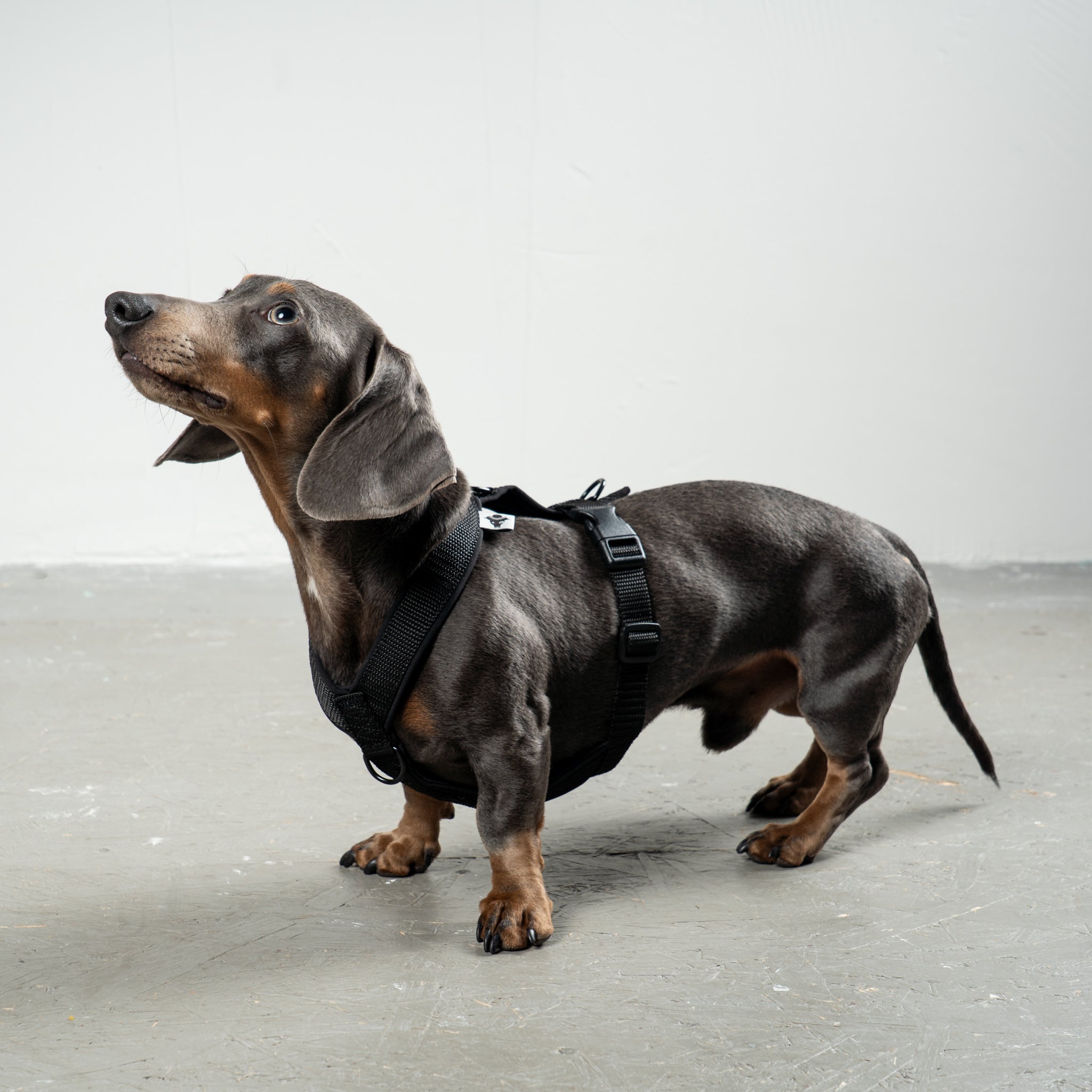 SOFTSHELL HUNDEGESCHIRR Dackel Schwarz