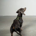 Bild in Galerie-Betrachter laden, SOFTSHELL HUNDEGESCHIRR Dackel Dark Olive
