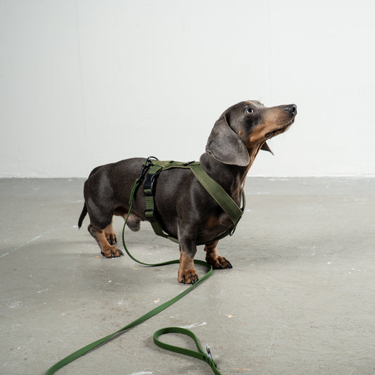 SOFTSHELL HUNDEGESCHIRR Dackel Dark Olive