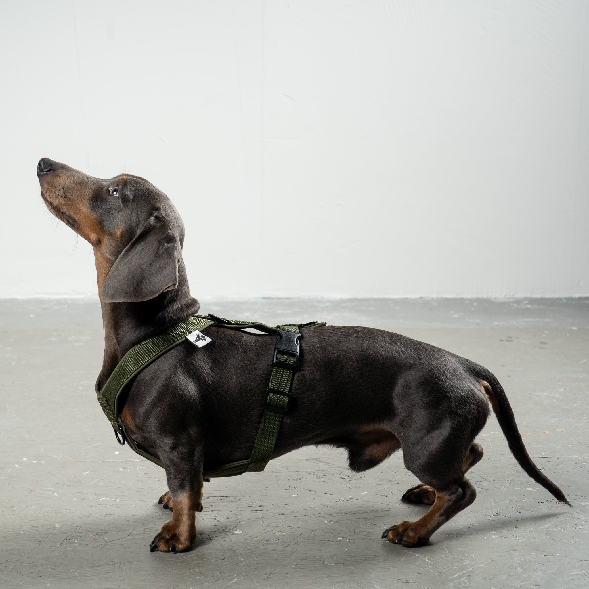 SOFTSHELL HUNDEGESCHIRR Dackel Dark Olive