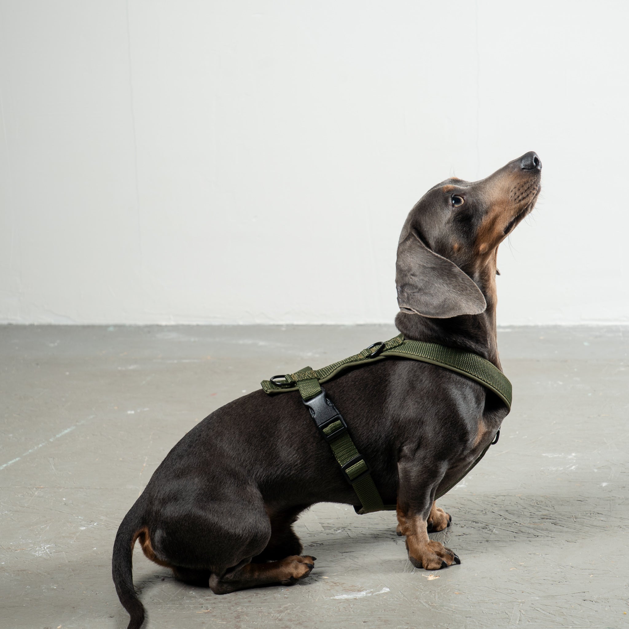SOFTSHELL HUNDEGESCHIRR Dackel Dark Olive