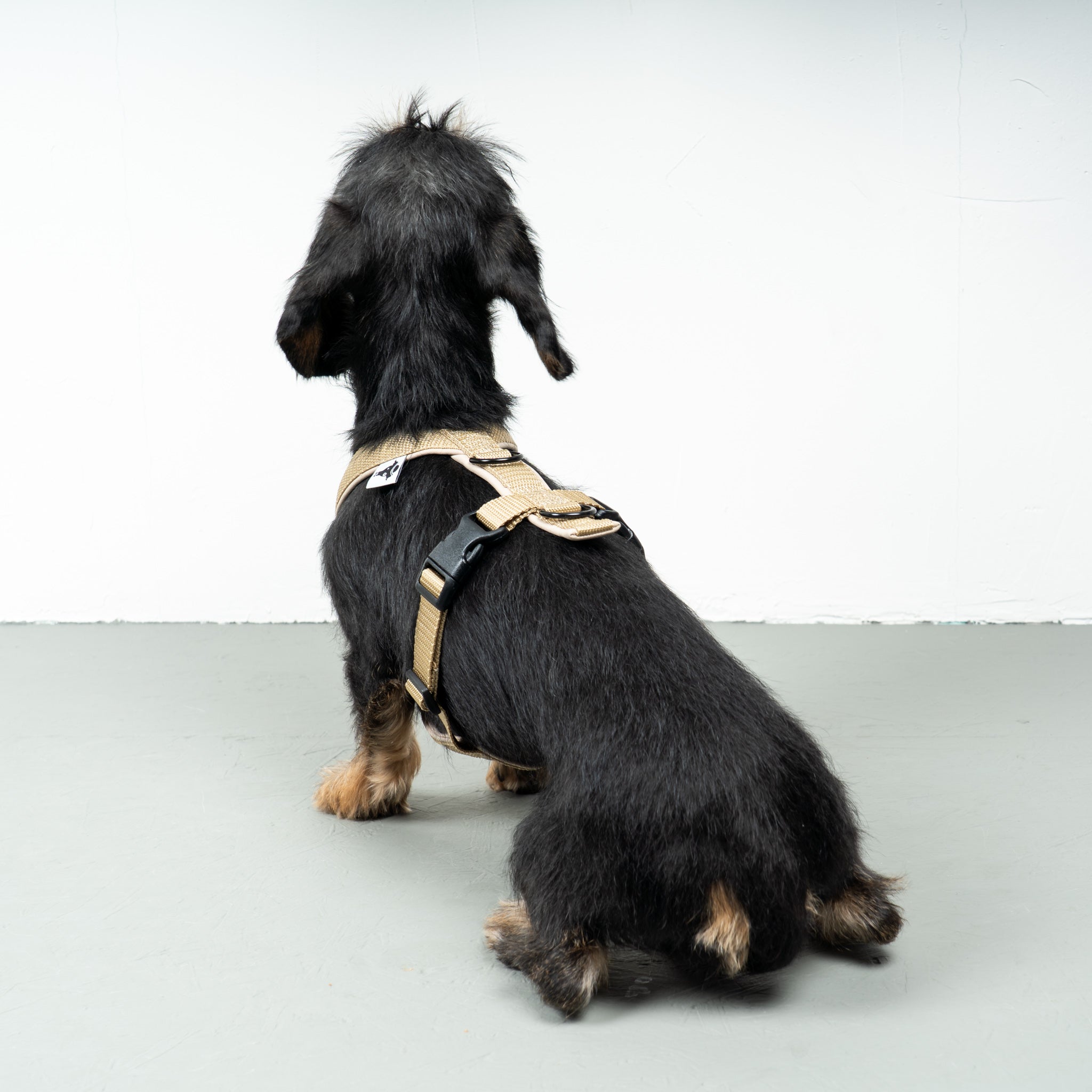 SOFTSHELL HUNDEGESCHIRR Dackel Sand