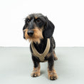 Bild in Galerie-Betrachter laden, SOFTSHELL HUNDEGESCHIRR Dackel Sand
