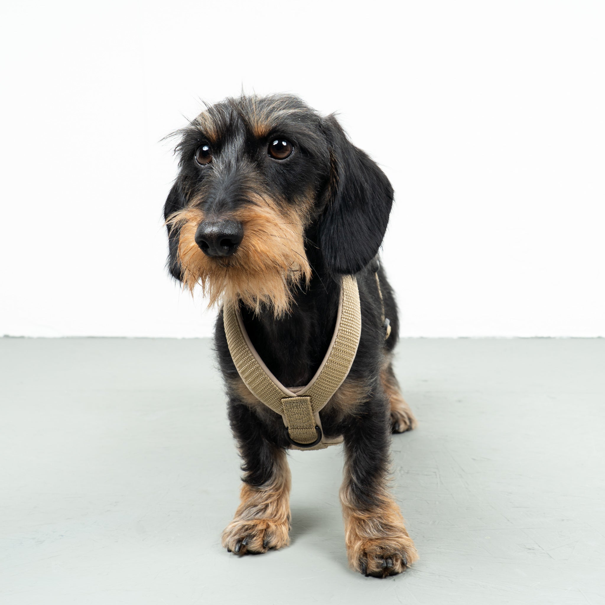 SOFTSHELL HUNDEGESCHIRR Dackel Sand