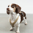 Bild in Galerie-Betrachter laden, SOFTSHELL HUNDEGESCHIRR Dackel Sand
