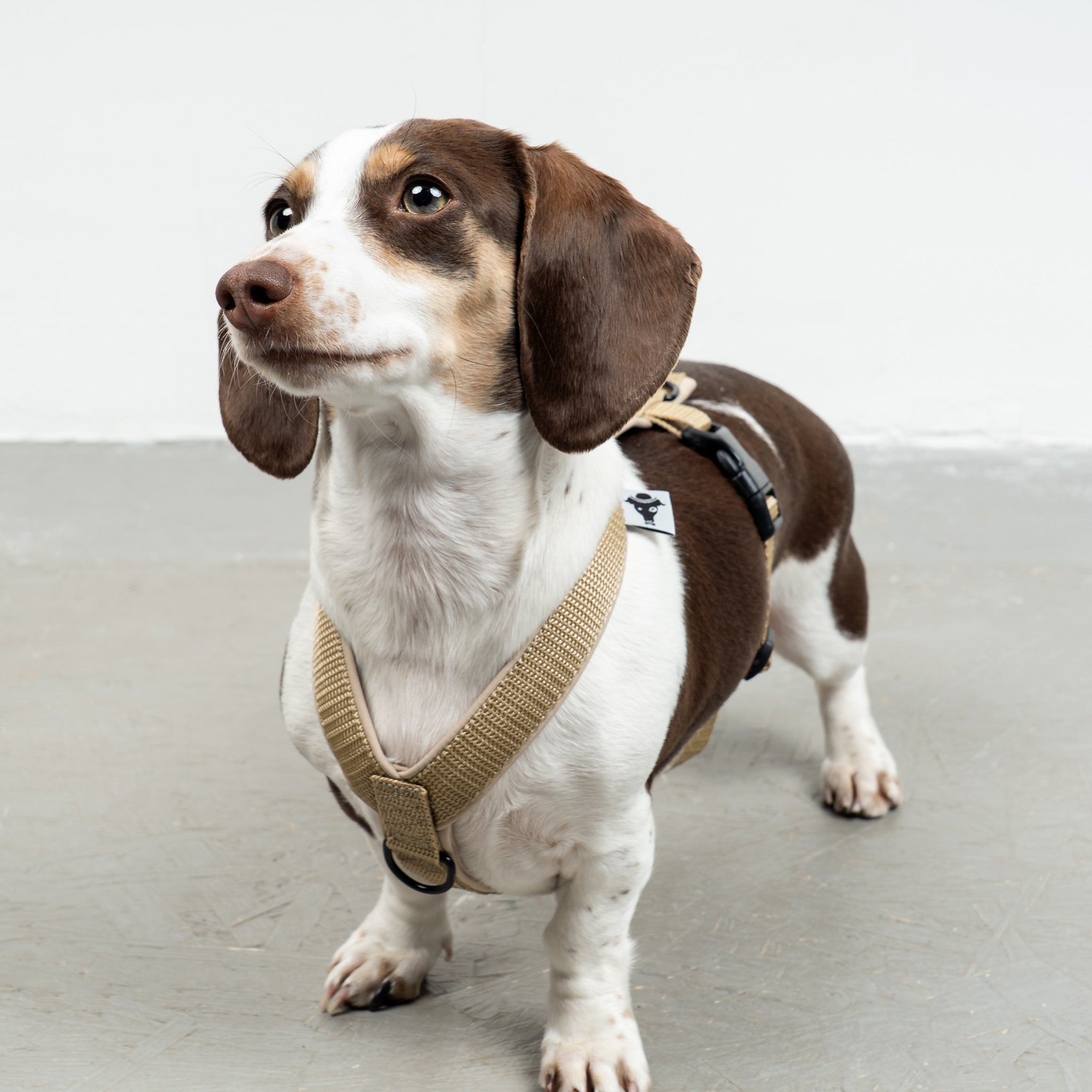 SOFTSHELL HUNDEGESCHIRR Dackel Sand