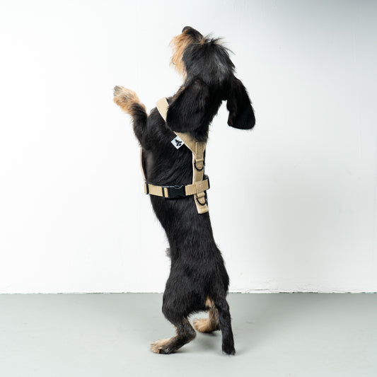 SOFTSHELL HUNDEGESCHIRR Dackel Sand