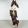 Bild in Galerie-Betrachter laden, SOFTSHELL HUNDEGESCHIRR Dackel Sand
