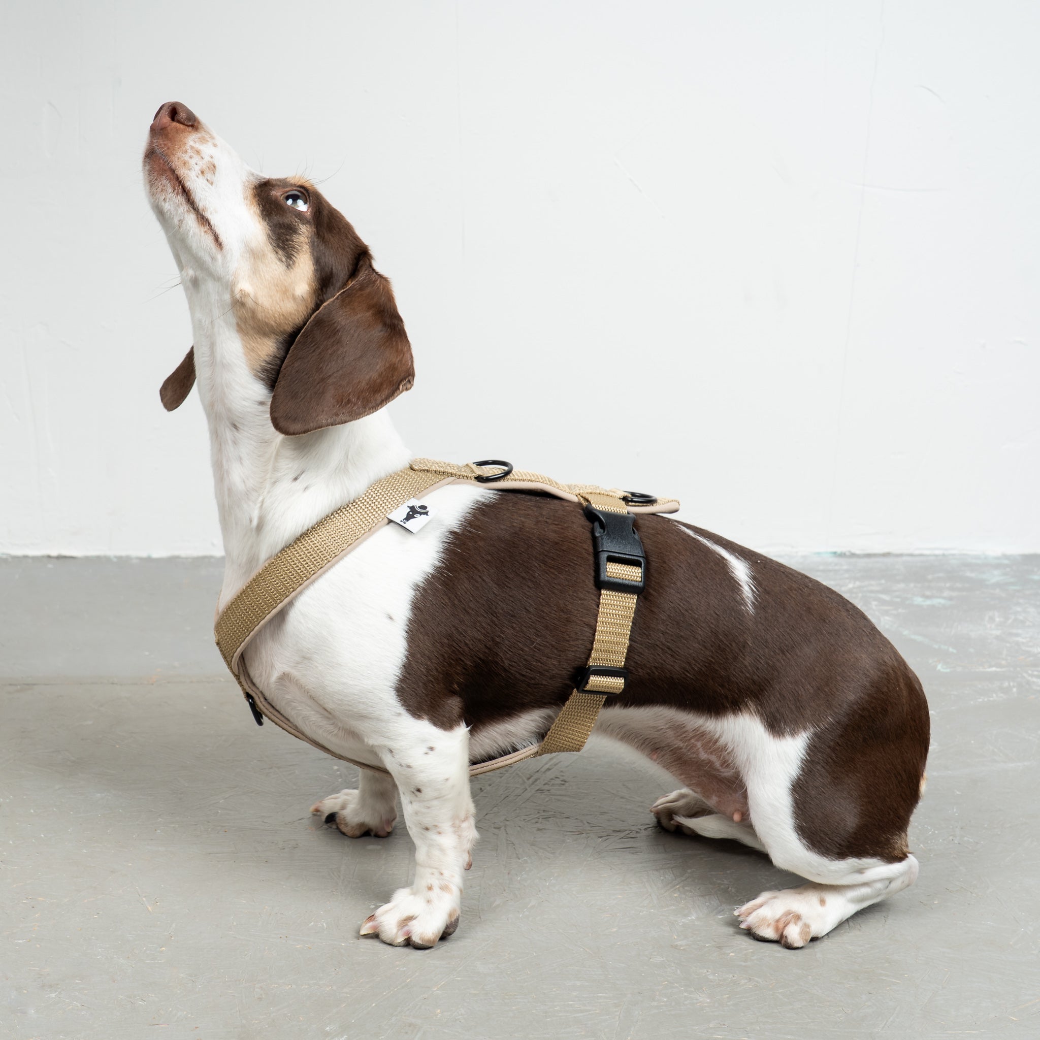SOFTSHELL HUNDEGESCHIRR Dackel Sand