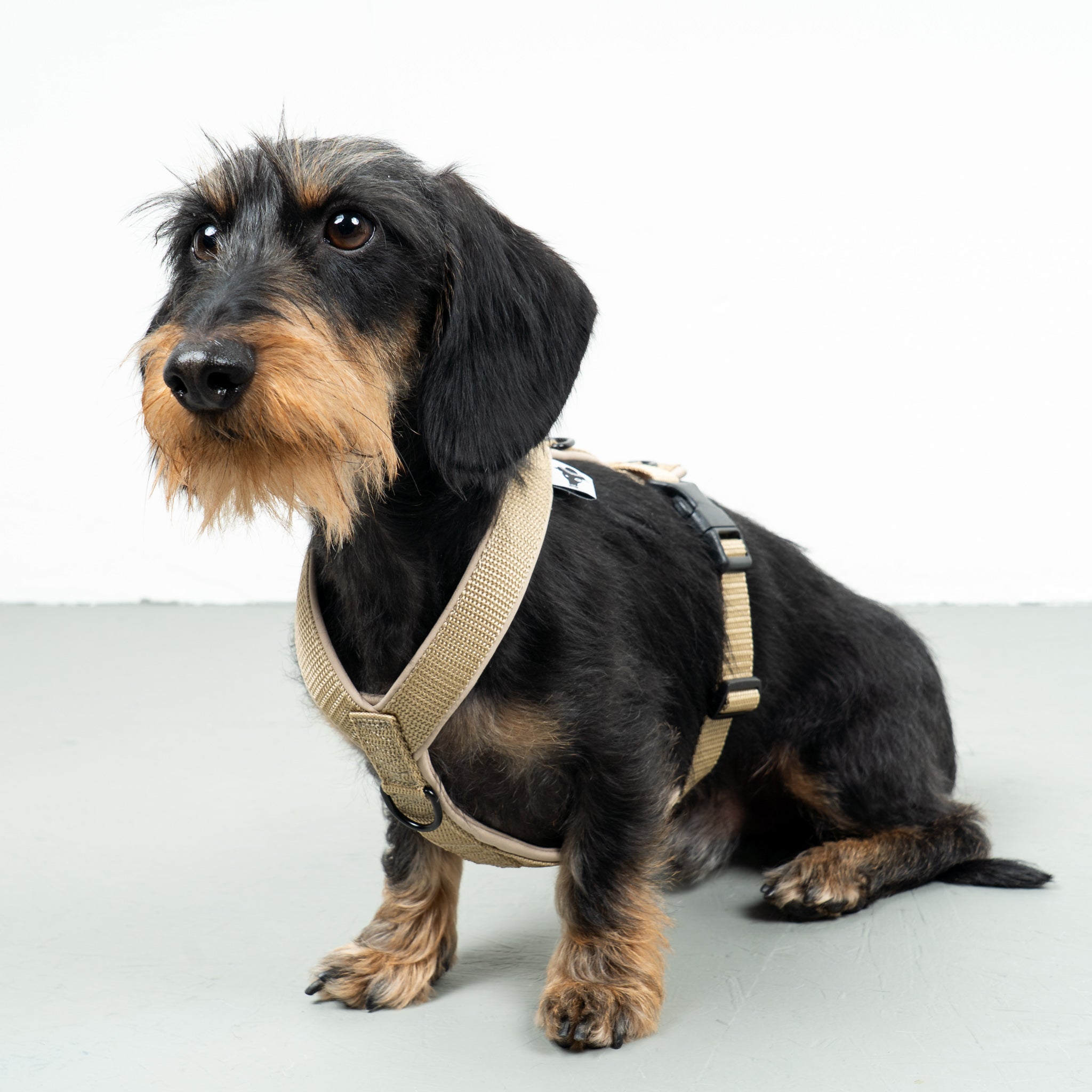 SOFTSHELL HUNDEGESCHIRR Dackel Sand