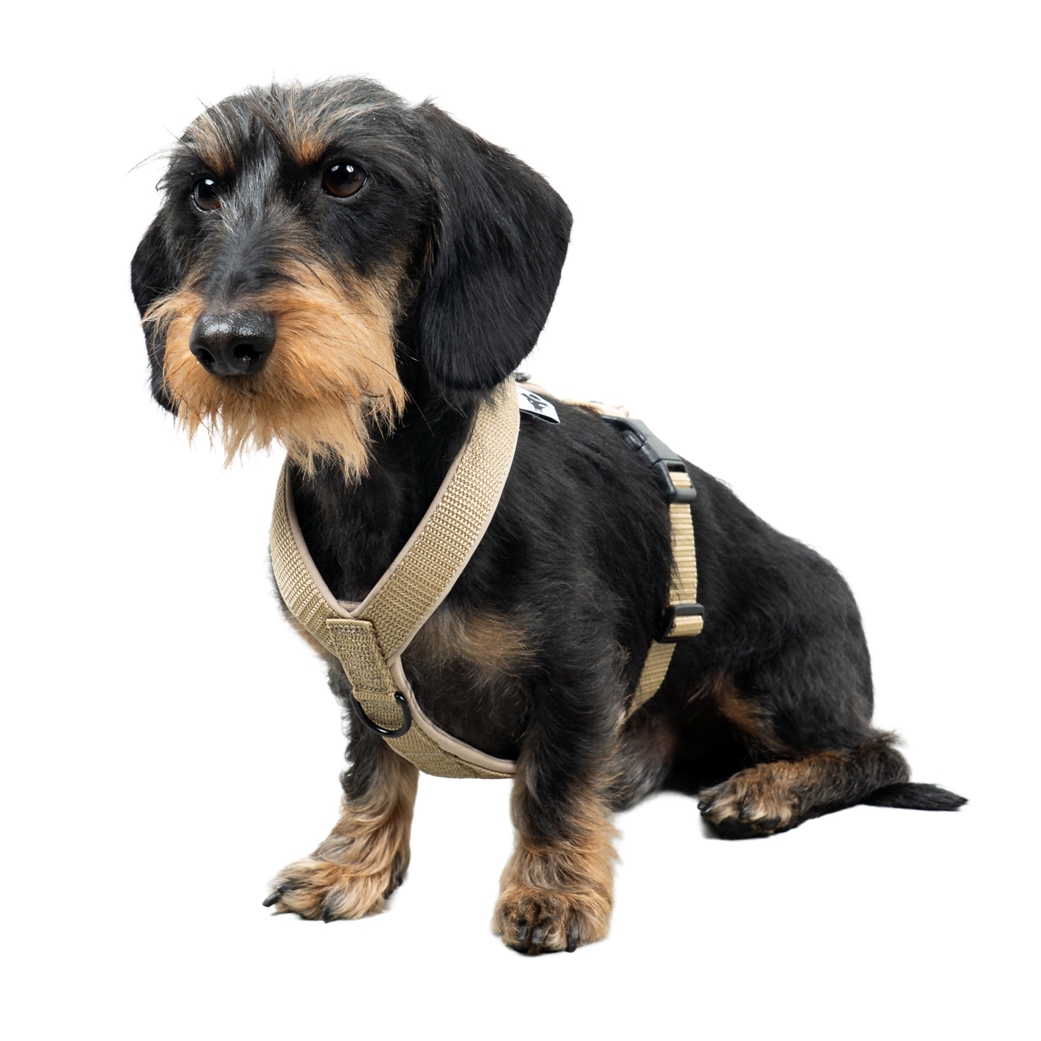 SOFTSHELL HUNDEGESCHIRR Dackel Sand