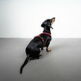 Bild in Galerie-Betrachter laden, SOFTSHELL HUNDEGESCHIRR Dackel Weinrot
