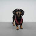 Bild in Galerie-Betrachter laden, SOFTSHELL HUNDEGESCHIRR Dackel Weinrot
